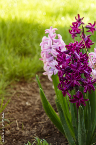 flower purple hyacinth in a flowerbed on a background of grass. Toned photo