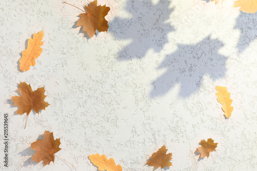 Top view of autumn maple leaves and shadows on white plaster textured background
