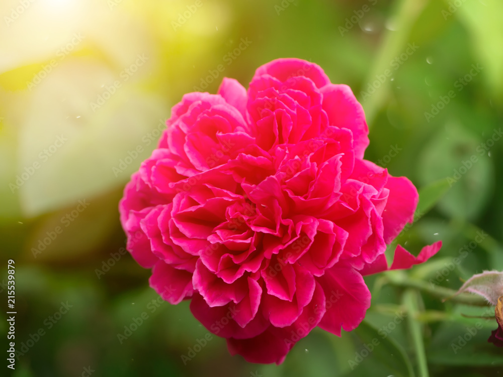 Obraz premium Dark pink of Damask Rose flower.
