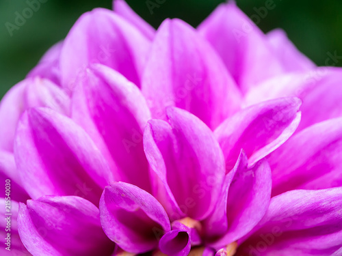 Close up of dahlia flower.