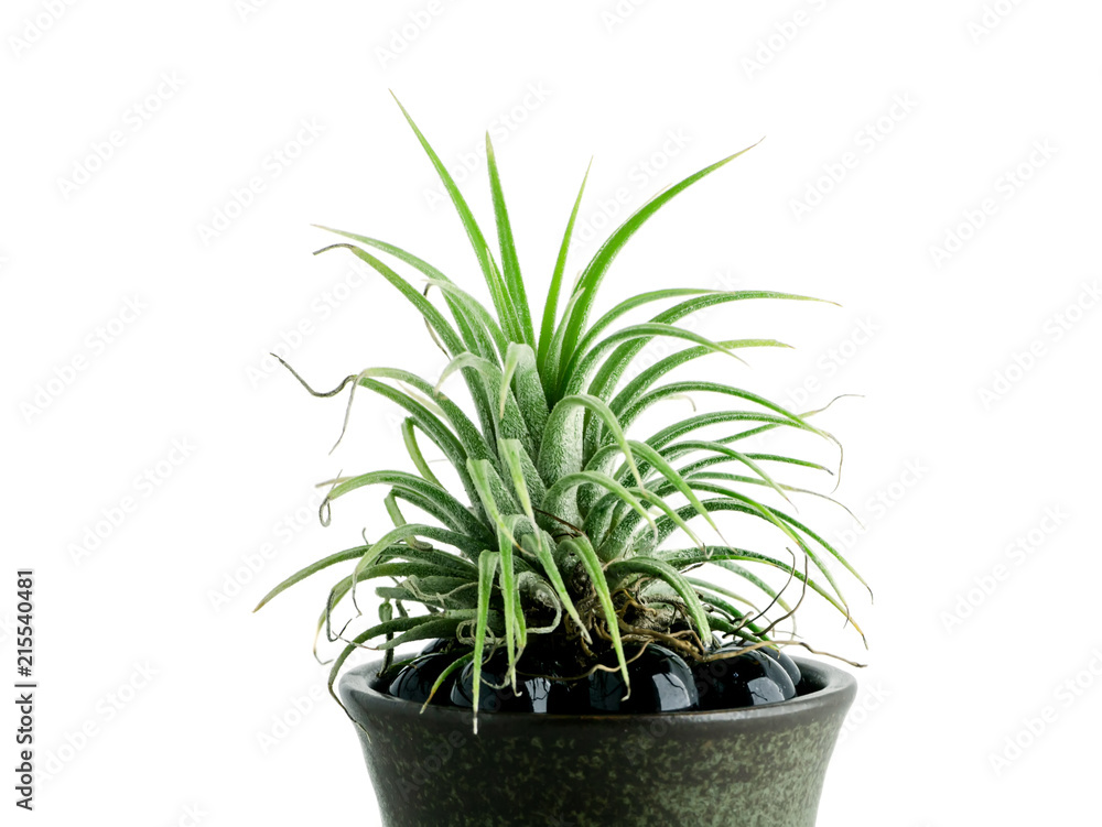 tillandsia air plant. tillandsia air plant.