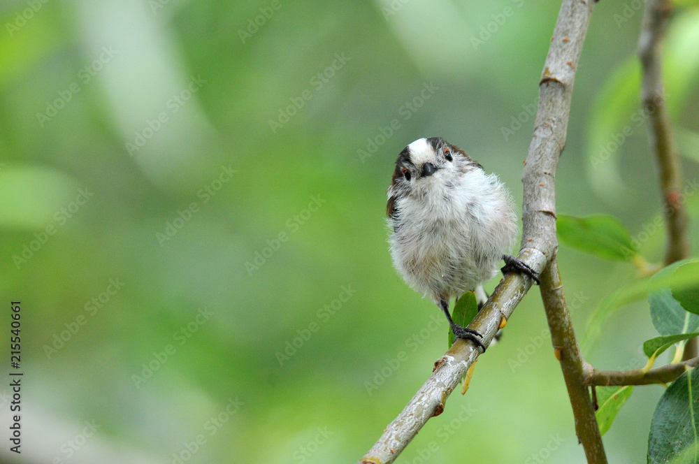 Naklejka premium mésange