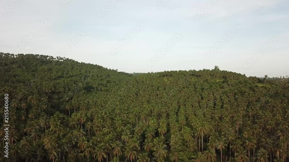 AERIAL SHOT: Puro and Lamba, Legazpi City, Philippines. Views of cocount trees, Mayon Volcano and the sea AERIAL SHOT: Puro and Lamba, Legazpi City, Philippines. Views of cocount trees, Mayon Volcano and the sea