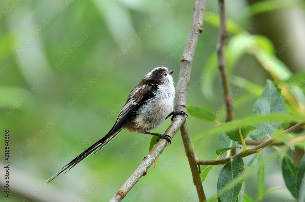 Naklejka premium mésange
