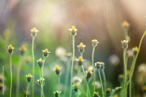 Flower grass with Sunlight