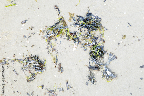 seaweed on the seashore 