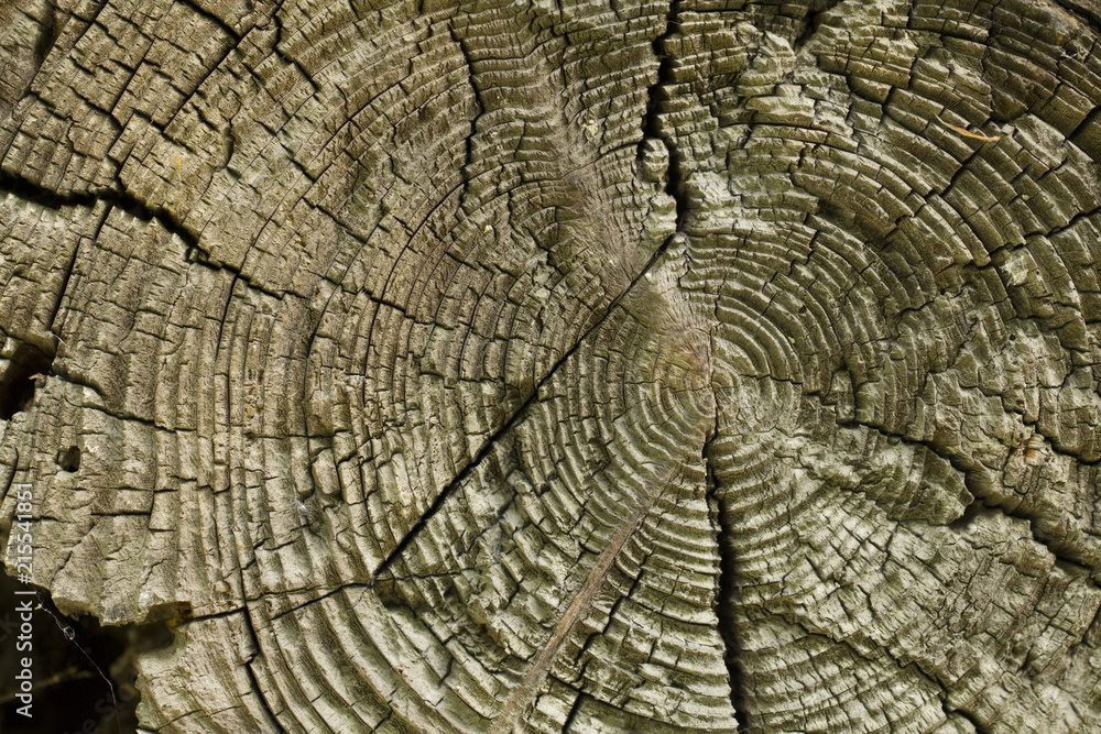 tree cut. annual ring. texture