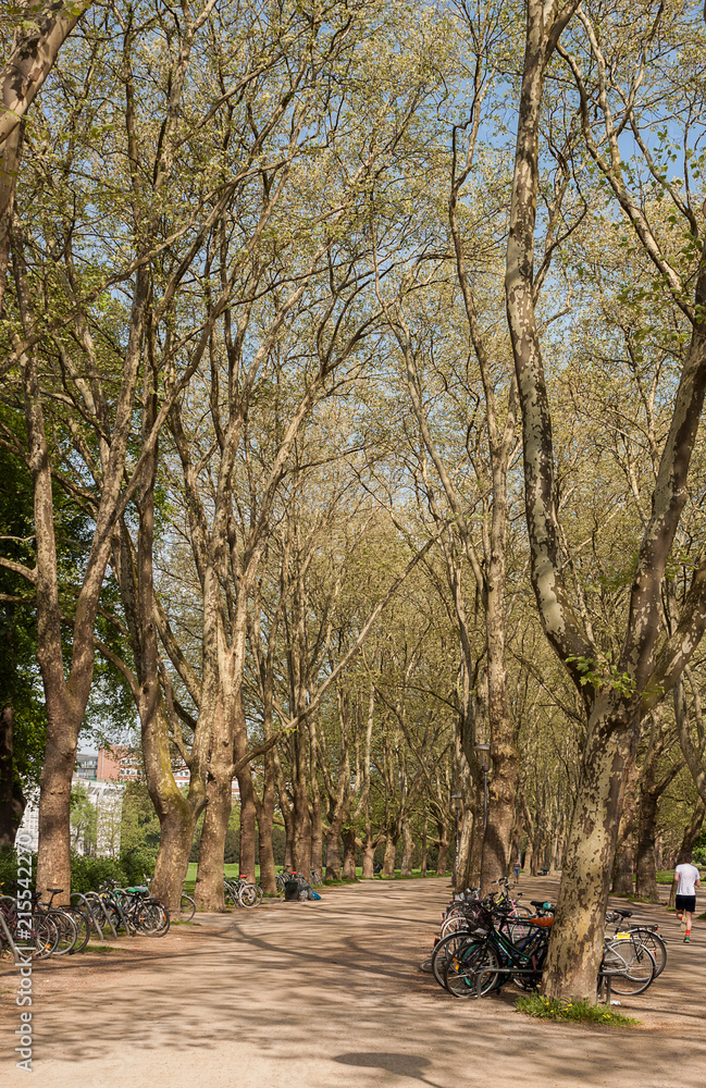 Obraz premium Park scene in a public park