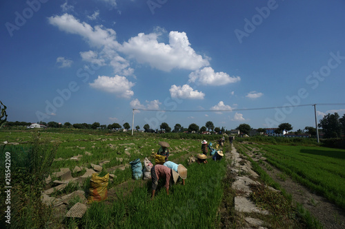 Chinese farmers plant rice by pulling rice