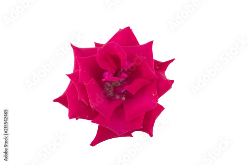 pink_rose_isolated