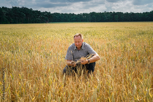 Trockenheit - Dürre, Landwirt hockt ratlos in seinem  vertrockneten Getreidefeld