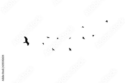 birds different sizes isolated, flock black crow at white background, eagle chase flock of crows