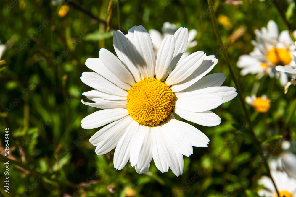 Fototapeta premium Marguerite flowers in summer