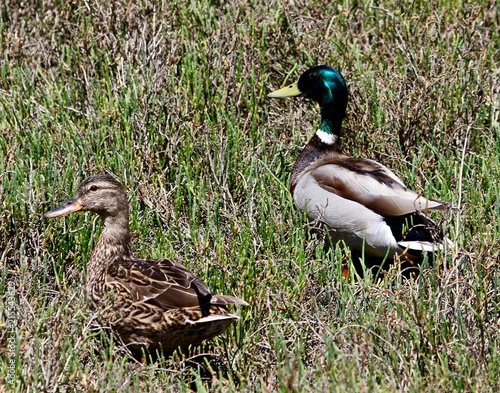 Summer Bird Sitings 13 photo