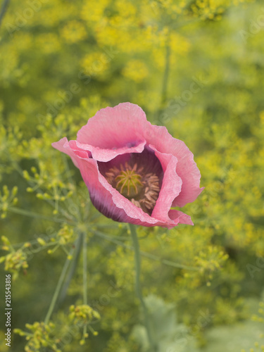 Fototapeta Naklejka Na Ścianę i Meble -  flowering of poppies on the garden. 