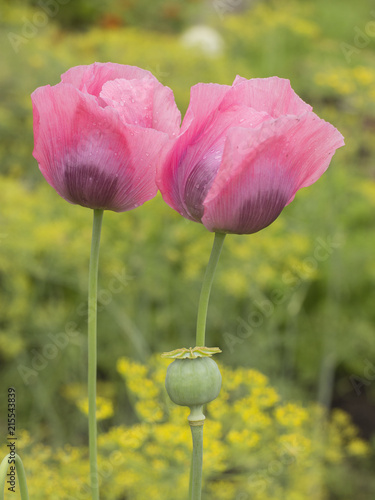 Fototapeta Naklejka Na Ścianę i Meble -  flowering of poppies on the garden. 
