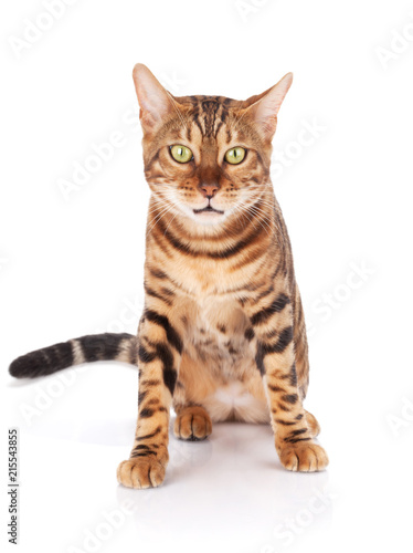 Bengal cat