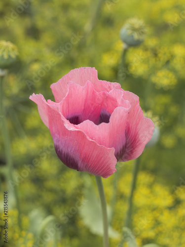 Fototapeta Naklejka Na Ścianę i Meble -  flowering of poppies on the garden. 