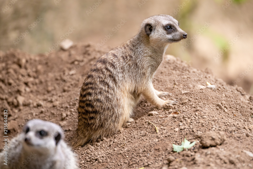 Fototapeta premium Meerkat 