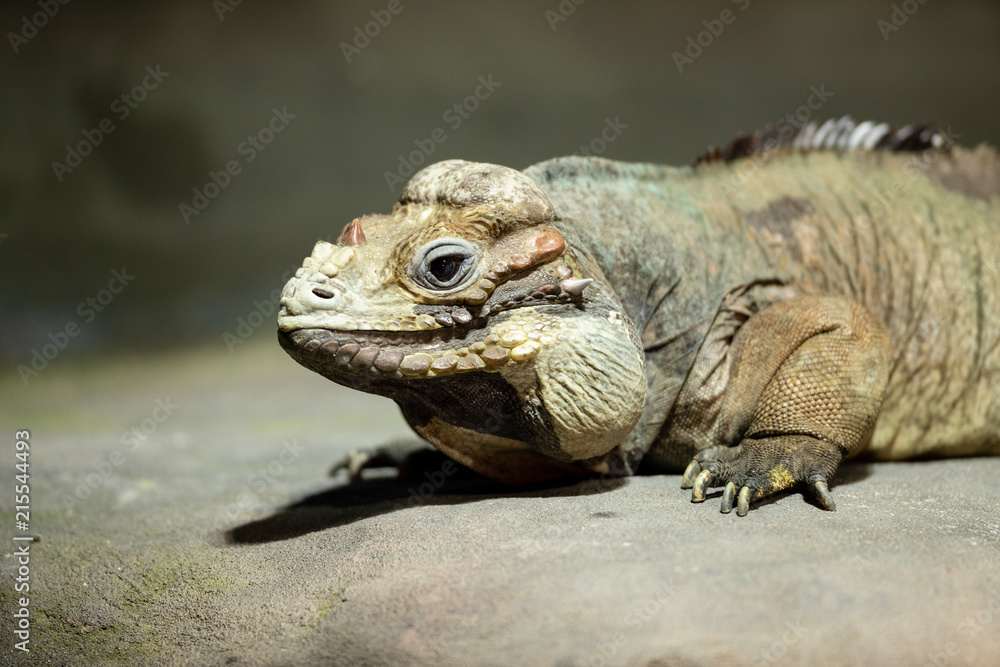 Iguana Iguana