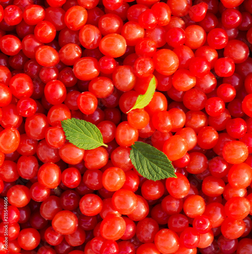 Nanking cherry (Prunus tomentosa) as background.