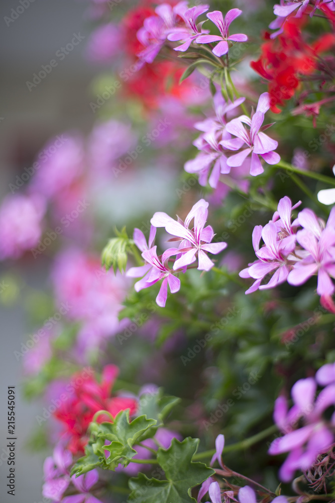 Naklejka premium Flowers Red