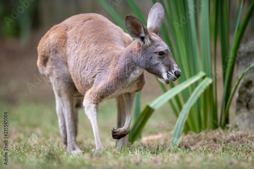 Fototapeta Naklejka Na Ścianę i Meble -  Kangaroo Baby