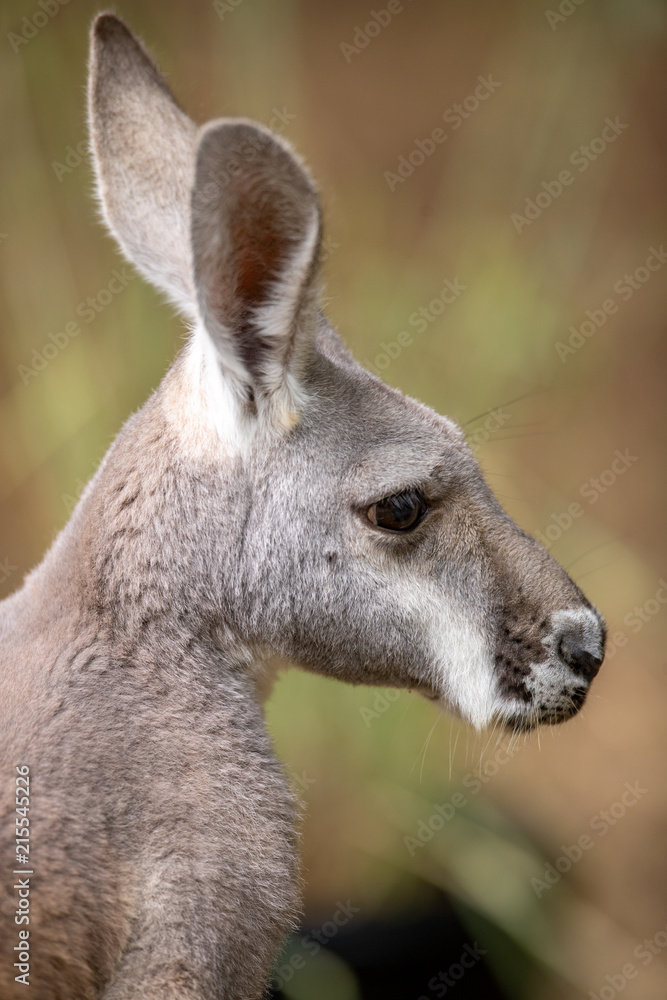 Kangaroo Baby