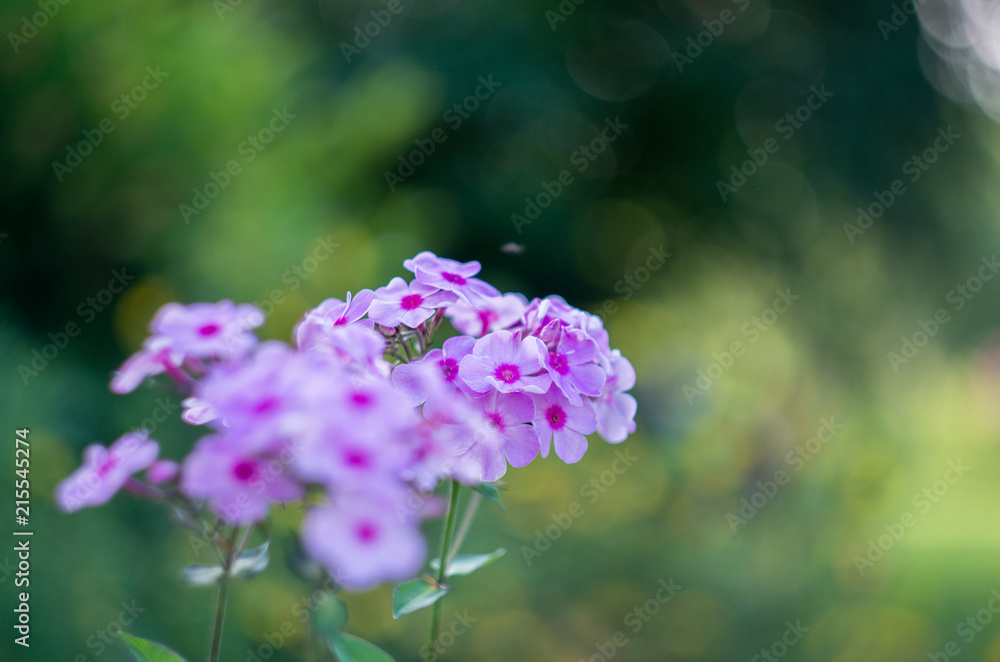 flowers flowers