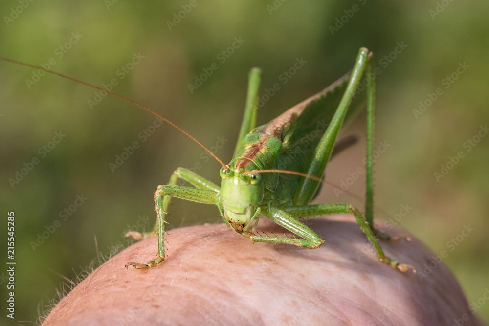 heupferdchen heupferdchen