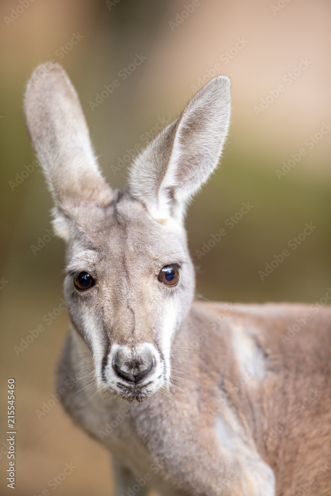 Kangaroo Baby