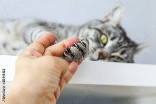 Cat's forepaw with claws close up