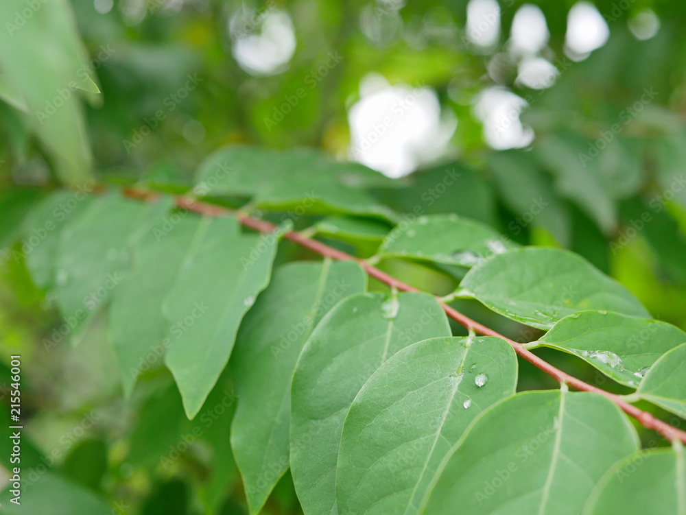 Selective focus of refreshing green leaves of Star Gooseberry tree after rain Selective focus of refreshing green leaves of Star Gooseberry tree after rain