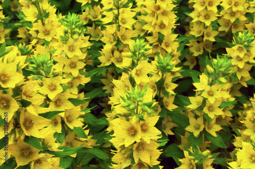 yellow flowers