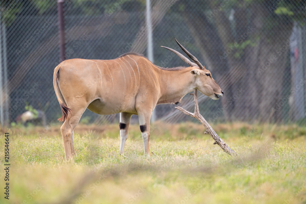 Fototapeta premium Deer Thing