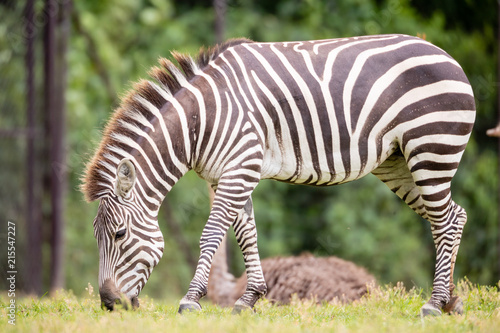 Zebra © Casey