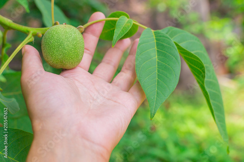 green walnuts on the tree