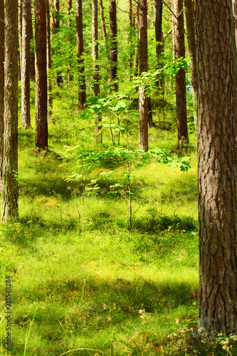 Summer pinewood with young oak tree. Scots or Scotch pine Pinus sylvestris trees in evergreen coniferous forest. Stegna  Pomerania  northern Poland.