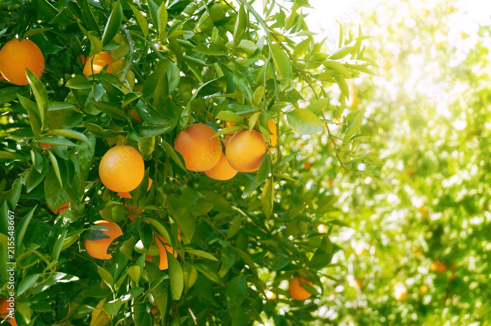 Orange trees with ripe fruits.