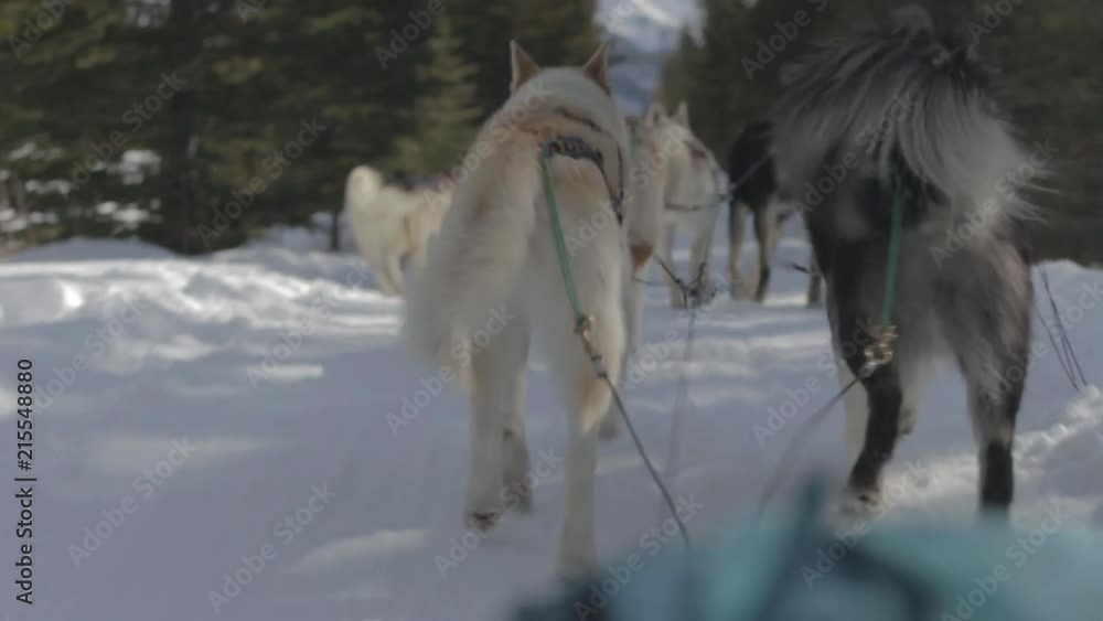 Dog Sledding on track around trees MEDIUM SHOT Dog Sledding on track around trees MEDIUM SHOT