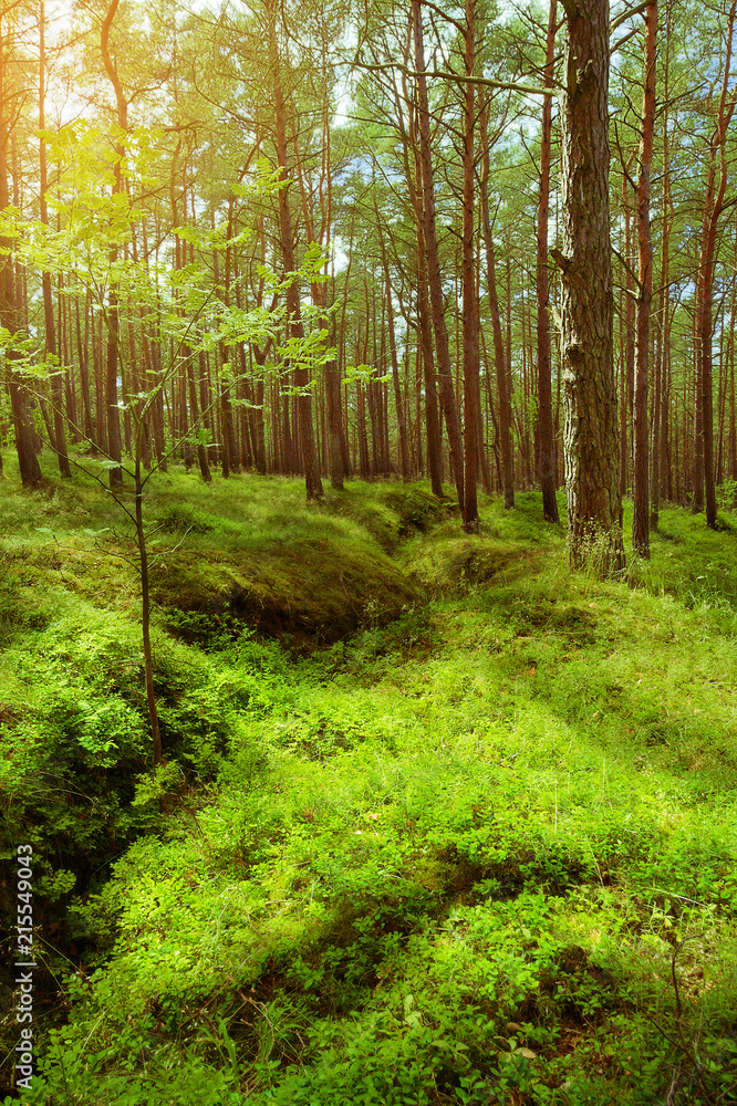 Summer pinewood. Scots or Scotch pine Pinus sylvestris trees in evergreen coniferous forest. Stegna, Pomerania, northern Poland.