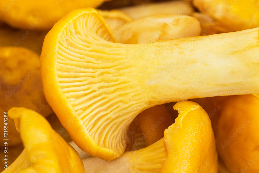 Background of chanterelles mushrooms, macro, fungus and orange Background of chanterelles mushrooms, macro, fungus and orange