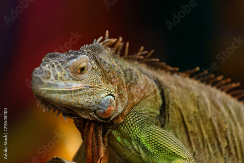 Iguana on a tree branch - portrait