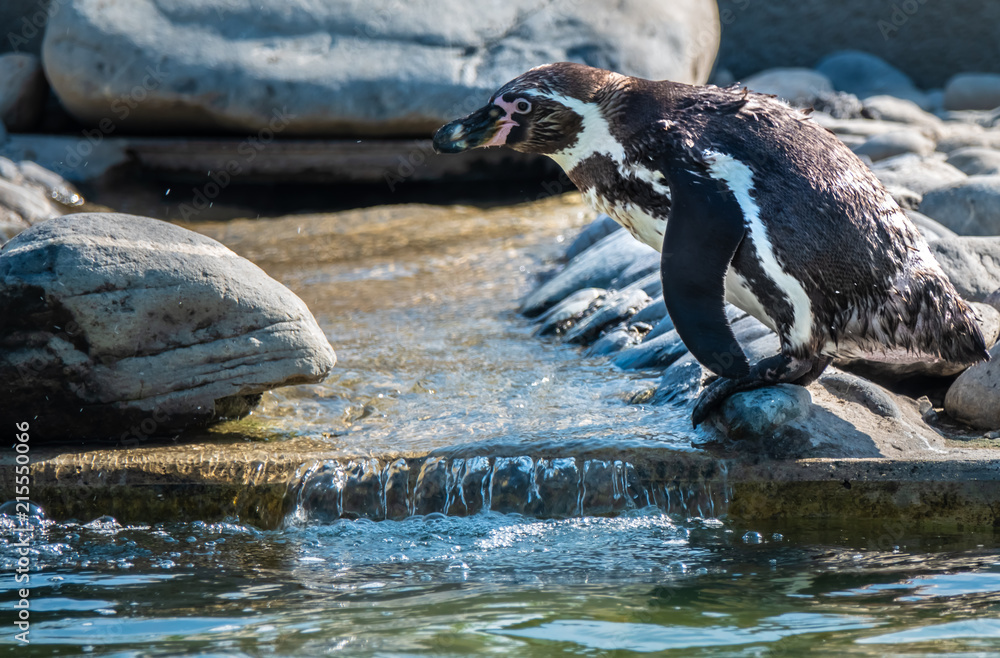 Naklejka premium Humboldt penguin awkwardly jumping from a rock
