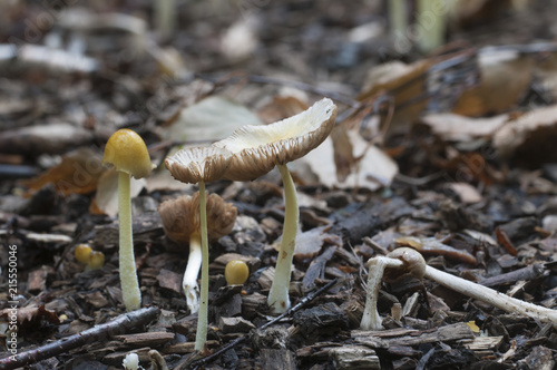 Bolbitius vitellinus mushrums