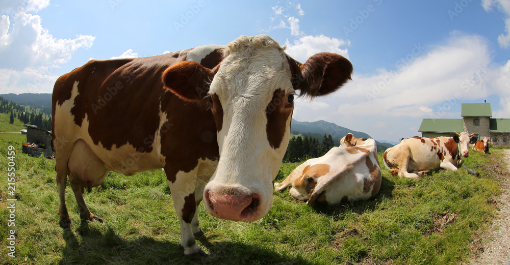 cow in the farm photografed by fish eye lens