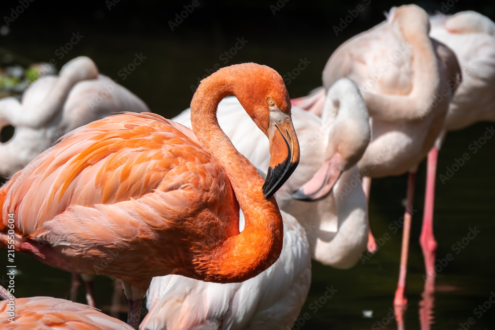 Obraz premium Large colonies of red flamingos filter feeding in a pond
