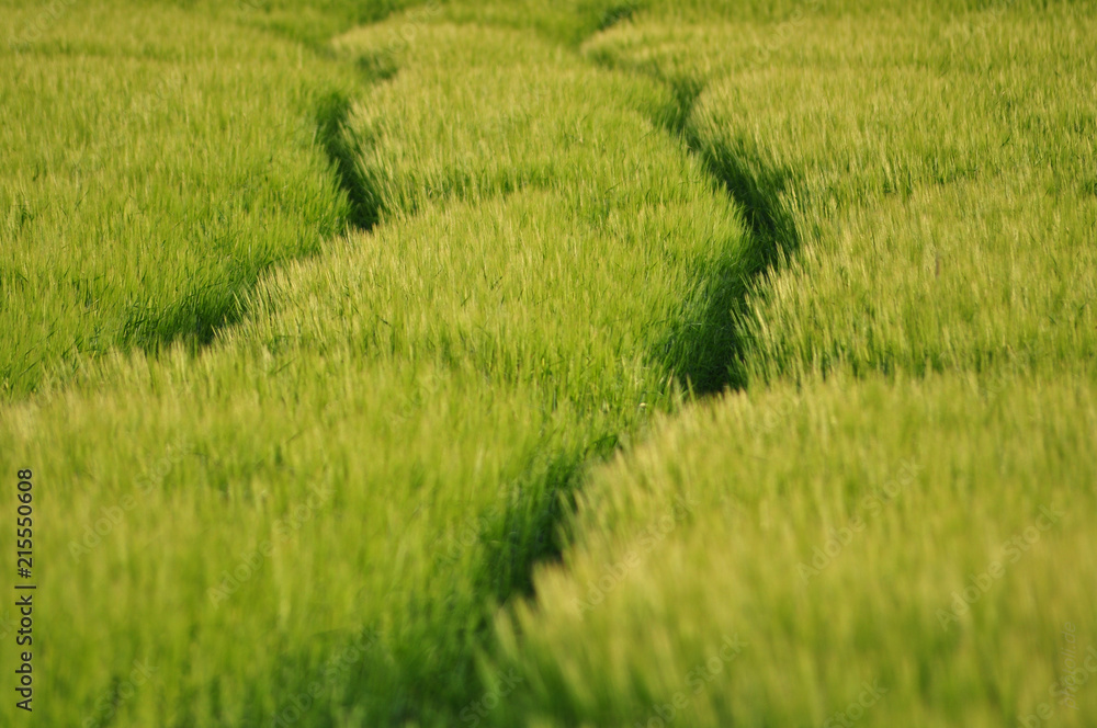 Feld Feld