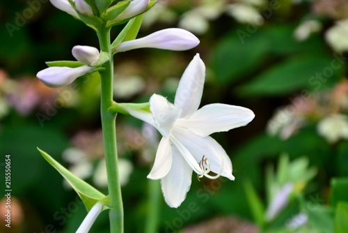 Delicate delightful flowers of hosta in the background of the leaf in the garden. © Irina