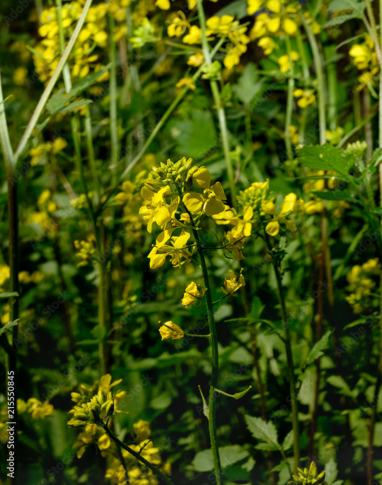 Obraz premium Small yellow flowers